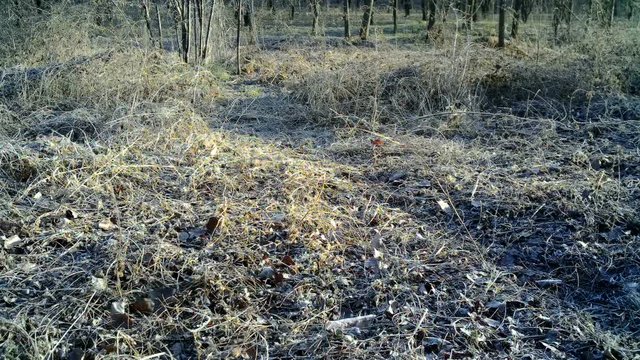 Fox (Vulpes vulpes) in a wood with daylight. Fox (Vulpes vulpes) is a omnivorous mammal of the family Canidae. Animals and wildlife FullHD video.