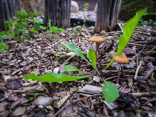 Pilze und Löwenzahn