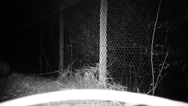 European badger (Meles meles, Eurasian badger, dachs, tejon, tasso, porsuk, grevling, bursucul) an european Mustelidae mammal FullHD 1080p Video