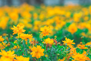 yellow cosmos flowers In the garden,soft focus