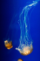  Orange jellyfish floating in vibrant blue water in an aquarium