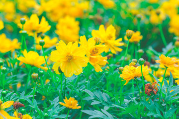 yellow cosmos flowers In the garden,soft focus