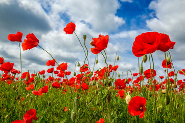 Obraz premium Field full of flowering poppies