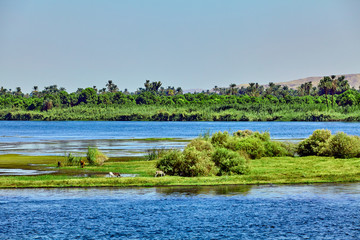 Fototapeta na wymiar River Nile in Egypt. beautiful landscape