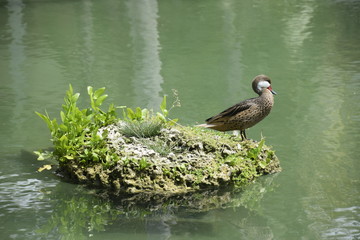 Duck in wildlife - 168165661