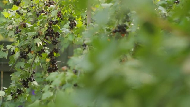 Black currant bush with ripe fruits