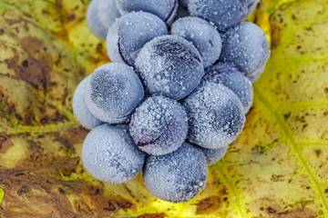 Red grape vine, frozen, viniculture, leaf