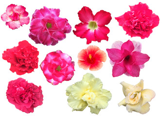 Pink rose flowers on the white background