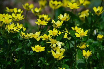 Ranunculus ficaria L. 