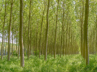 poplar trees plain forest trees cultivation for paper pulp Italy