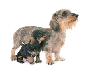 puppy and mother Wire-haired Dachshund