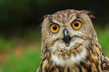 Curious  European eagle-owl (bubo bubo)