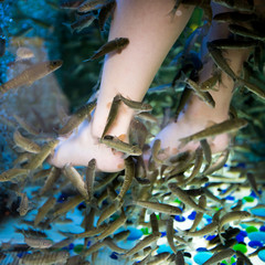 Fish spa feet pedicure. Fish Spa Skin Therapy