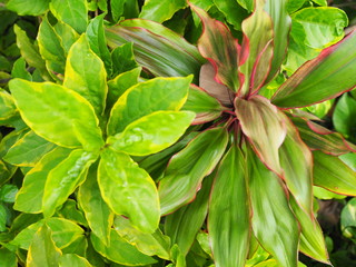 Top view light green with red border long leaf plant bush