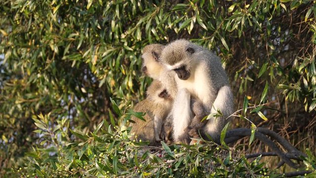 Vervet monkey looking at his feet in tree at Waterberg South Africa