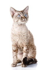 Obraz premium gray devon rex cat with big ears on white background