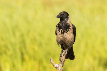 Hooded crow