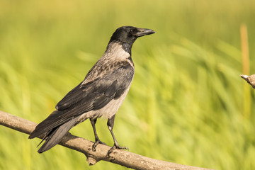 Hooded crow