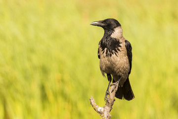 Hooded crow
