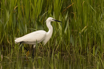 White heron