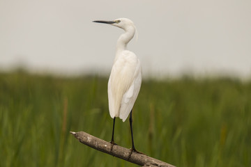 White heron