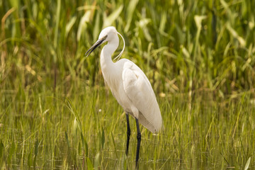 Egret (White heron)