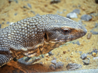 Head of Savannah Monitor on Stone with Sand Background