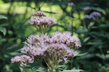 Jardin Albert Kahn - Paris