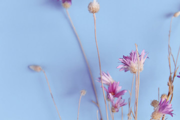 Pink tender flowers on blue