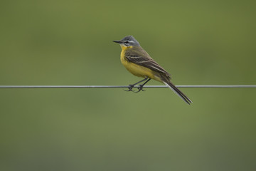 yellow wagtail