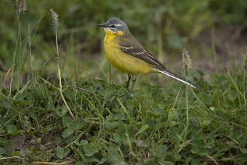 yellow wagtail