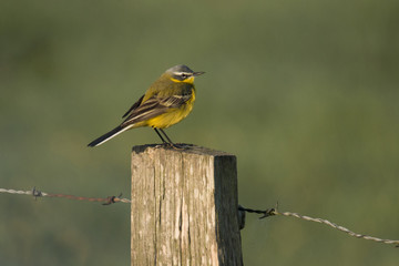 yellow wagtail