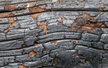 Burned black wood abstract texture, macro shot