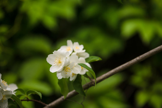 jasmine plant blooming