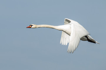 Swan (flying) © Gert Hilbink