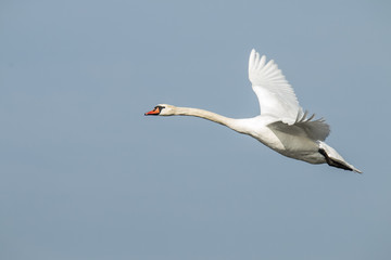 Swan (flying)