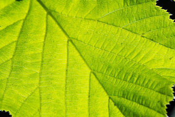 A leaf of a linden close up