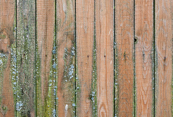 Old wooden weathered planks with green mold on it