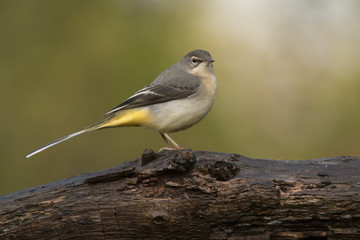 Grey wagtail