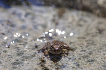 Macro images of small frog on rock in water