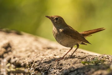 Nightingale