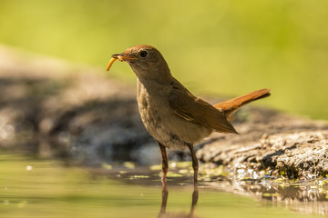 Nightingale