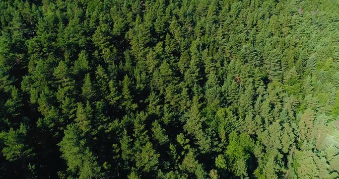 for&ecirc;t vu du ciel, a&eacute;rien