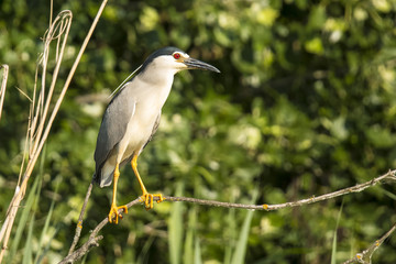 Black crowned night heron