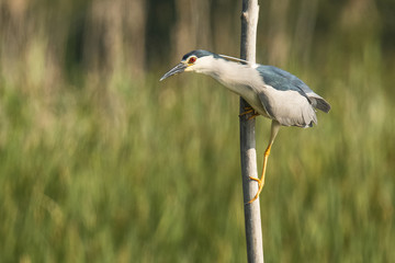 Black crowned night heron