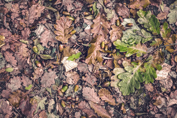 Autumn scene with walnuts and dry leaves on the ground