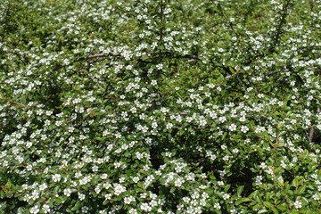 Fototapeta na wymiar Cotoneaster horizontalis covered with small white flowers