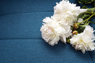 White peonies on a blue fabric background.