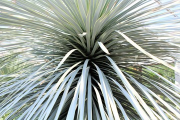 An Image of a desert cactus