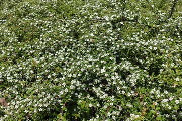 Fototapeta na wymiar Lots of white flowers of Cotoneaster horizontalis